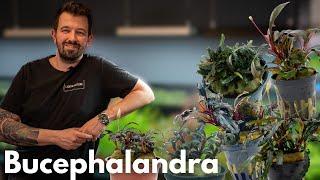 Bucephalandra | Liquid Nature Pflanzenvorstellung