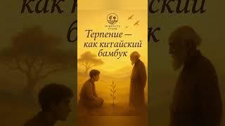 Философия терпения: притча, которая вдохновляет #бамбук #мудрость #философия