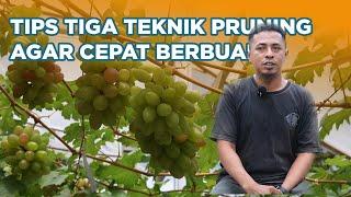 Kebun Anggur IMPORT Teknik Pruning Agar Cepat Berbuah