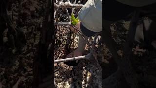 York Island Planting! 