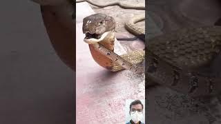 viral snake video ||  #shorts #shortfeed #short