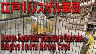 【１駅分の癒し】江戸川リスザル軍団　Корпус буличьих обезяьн в Эдогаве Edogawa Squirrel Monkey Corps