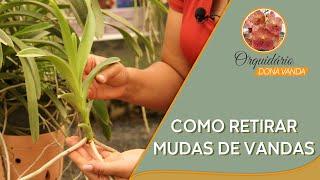 Como Retirar Mudas de Vandas | Orquidário Dona Vanda