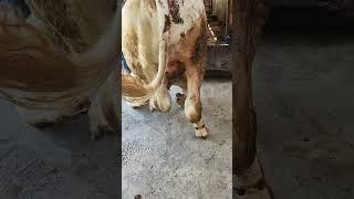 Мол катик зарба билан йикилиш окибати! #cow #bullfarm #farmingtraditions