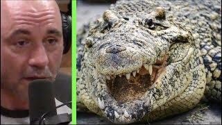 Joe Rogan - The Everglades are a Redneck Jurassic Park