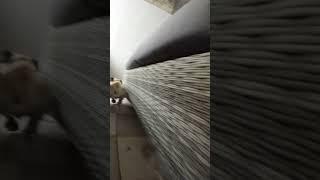 КОКОС  РЕШИЛ  ПРОБЕЖАТЬСЯ !!!