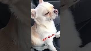 funny Cute dogs listen to  music of the baby girl 