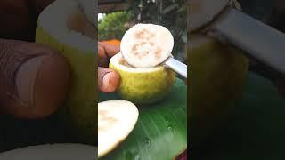 Fresh yellow guava  sweet tree in home #agriculture #guava #fruit #shorts #reels #food