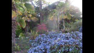 Palm trees & Exotica @ Grace Point on Salt Spring Island