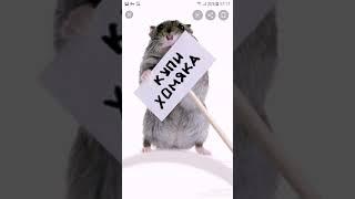 Как правильно выбрать клетку для джунгарского хомяка