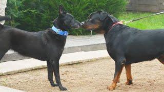 Rottweiler Impressionnant est le diable incarné ?