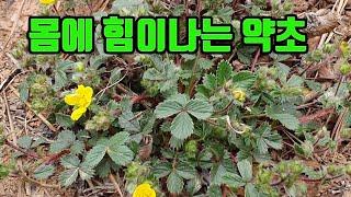 양지꽃-이 약초는 위장기능과 혈관이 튼튼해지며 몸에서 힘이난다, 뇌가 건강해지고, 간기능이 좋아지며, 당뇨에도 효과가 있고, 눈이 밝아진다