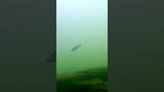 Biotope, habitat, wild aquarium #nature
