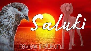 "SALUKI" Anjing Balap Bersayap #merpatitinggian #merpatitomprang #seputarmerpati #merpatikolong