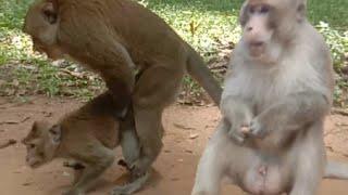 monkey in love - Funny Monkey - Monkey- Love - Animal - Best Monkey -Monkey Video