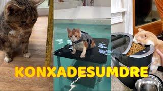 Los Gatitos Mas Chidos #1 | KONXADESUMDRE