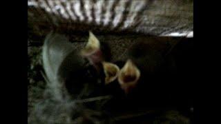 Chick Checks - Baby Barn & Cliff Swallows - Bald, Bold and HUNGRY!