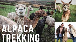 Alpaca Trekking | Cornwall England Travel Vlog Part 2 |  Moor View | Rach and Josh