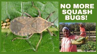 Growing Squash Without Squash Bugs & Vine Borers!