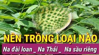 NÊN TRỒNG LOẠI NÀO KINH TẾ HƠN  VÀ NĂNG XUẤT HƠN _ NA SẦU RIÊNG NA ĐÀI LOAN NA THÁI