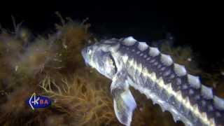 Russian sturgeon or diamond sturgeon (Acipenser gueldenstaedtii) Black sea - Русский осётр.