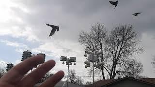 PURPLE MARTINS wanting Frank Catanzaro to toss scrambled eggs up into the air in Colchester, Ontario