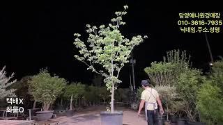 농업법인(주) 담양예나원 25년 6월 18일 수요일 분재 정원수 특수목 실시간경매 라이브방송