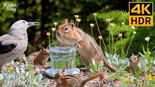 Cat TV for Cats to Watch  Funny & Cute Squirrels Chipmunks and Birds  8 Hours 4K HDR