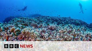 World’s largest coral found in Pacific Ocean | BBC News