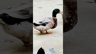 duck #shorts