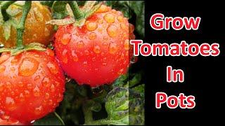 Growing Tomatoes In Pots And Containers