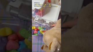 두두가 하는 인형계 #인형계 #멧돼지두두 #동물인형 #동물인형키우기 #솜인형놀이 #인형놀이 #인형계밥 #인형계브이로그 #브이로그 #인형이하는인형계