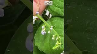 First Pruning | Swedish Ivy | Plectranthus Ernstii | 1Min or Less