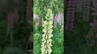 Цветочный рай люпиных  #цветы #люпины #рай #красота #Бог