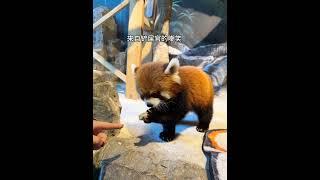 小熊猫：偷吃一点她们应该不会发现吧 小熊猫 萌宠出道计划 萌化了 动物 可爱到爆炸