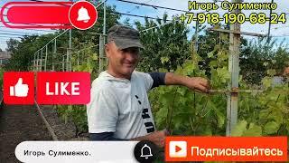 Весенняя формировка винограда.