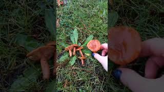 Candy caps (Lactarius rubidus)