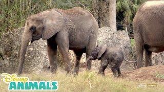 Baby Elephants  | Disney Animals | Disney Junior