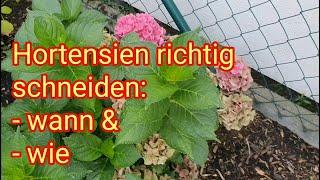 Hortensien richtig schneiden - wann & wie | Schnittgruppe 1: Bauernhortensie, Tellerhortensie