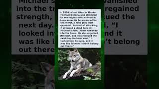 A Lone Wolf Approached… But He Didn’t Attack