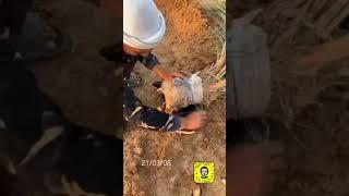 التجدير الهوائي 2 وطريقة زراعة فسائل النخيل