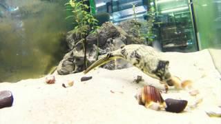 Tetraodon Mbu feeding on snail