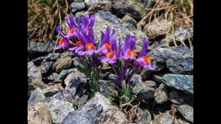 La flora alpina del Gabiet  -  volume di Roberto Olgiati; Edizioni EBS Print