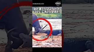 엄마 물소 과감한 반격! 코모도 드래곤 운명은?