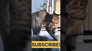 When cat thinks you're a dog!?? (#00070) #cat #funnycat #trending #viralshort #catvines #funnyshorts