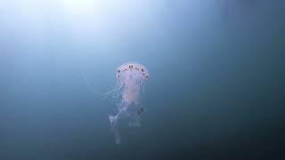 Freediving - Jenny Watts Cove