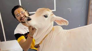 प्रभा कितनी मस्ती करती हैं  #baawalechorevlogs #cowlover #cowsvlog #cow @Cowsblike #cowsblike