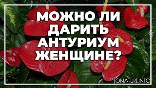 Можно ли дарить антуриум женщине? | toNature.Info