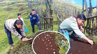 Chinese brother & Sister planting garlic for us II Chinese Guests helping us@Sanjipjina