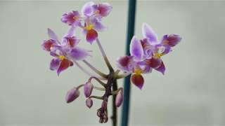 Первое ДОМАШНЕЕ ЦВЕТЕНИЕ Phalaenopsis equestris (variation).ОРХИДЕИ.